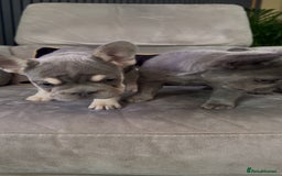 French Bulldog dogs for sale: Frenchie girl puppy’s 1 visual fluffy, 1 big rope  - Image 12