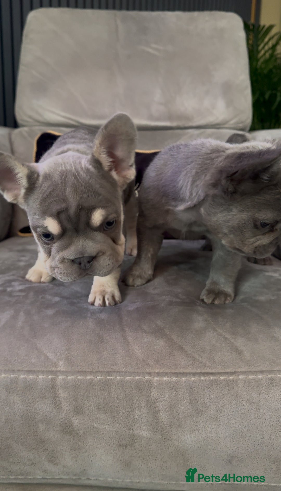 French Bulldog dogs for sale: Frenchie girl puppy’s 1 visual fluffy, 1 big rope  - Image 12