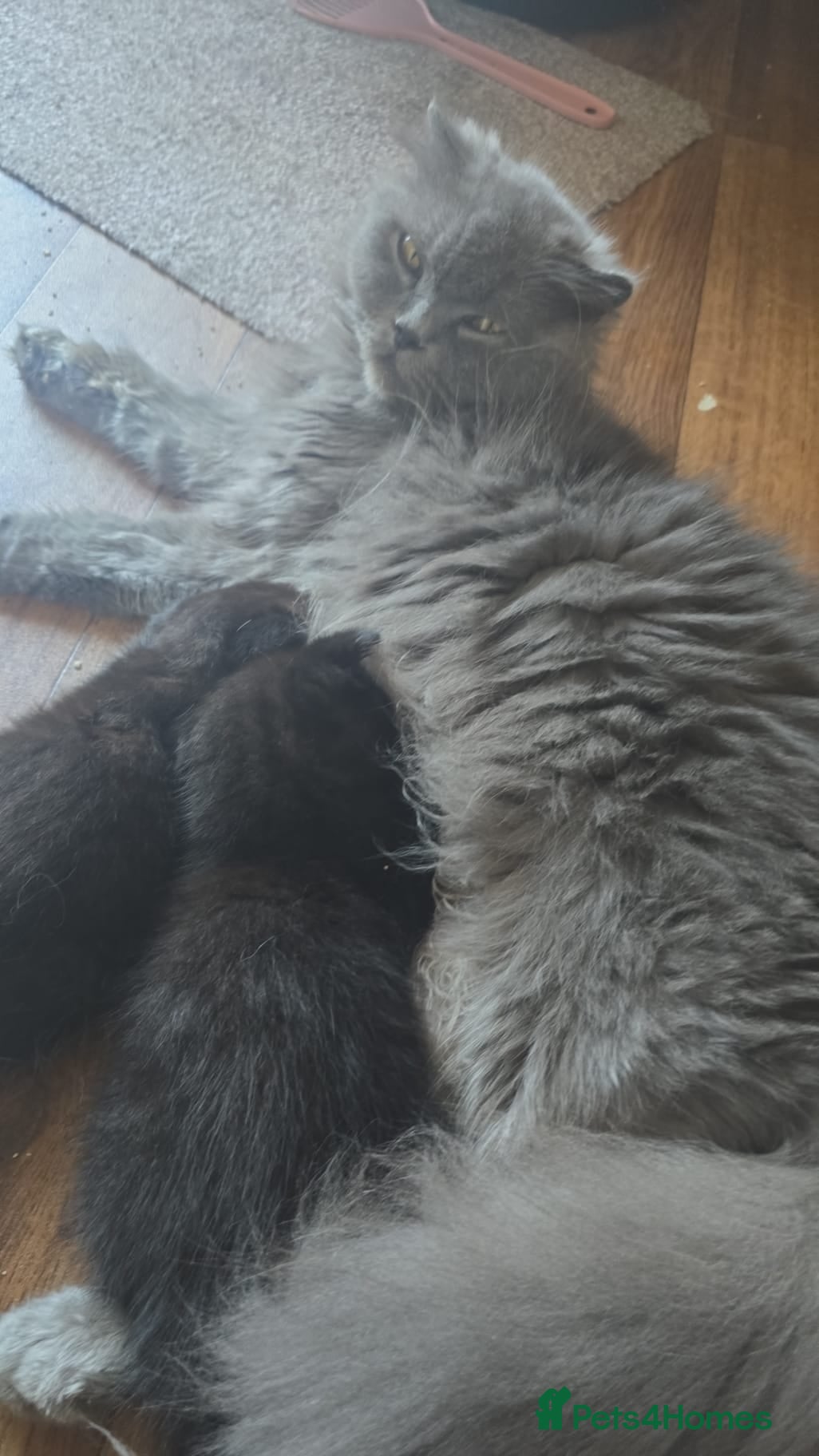 British Shorthair cats British shorthair fold kittens  - Advert 1