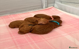 Cockapoo dogs for sale: 4 Stunning Fox Red F1b Toy Cockapoos  - Advert 30