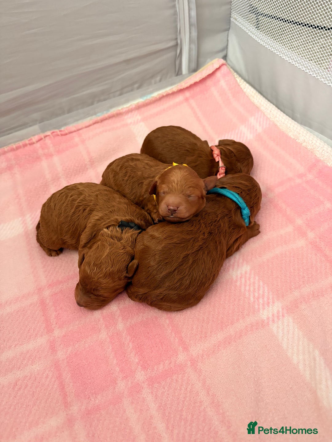 Cockapoo dogs for sale: 4 Stunning Fox Red F1b Toy Cockapoos  - Advert 30