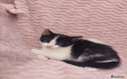 Mixed Breed cats for sale: 3 adorable mixed kittens - Image 3