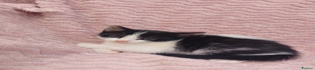 Mixed Breed Kitten 3