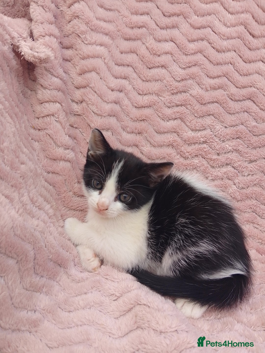 Mixed Breed cats for sale: 3 adorable mixed kittens - Image 3