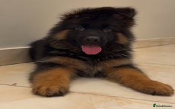 German Shepherd dogs for sale: Purebred German Shepherd Puppies for Sale 🐾 - Image 2