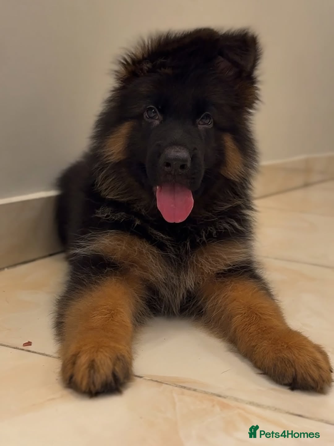 German Shepherd dogs for sale: Purebred German Shepherd Puppies for Sale 🐾 - Image 2