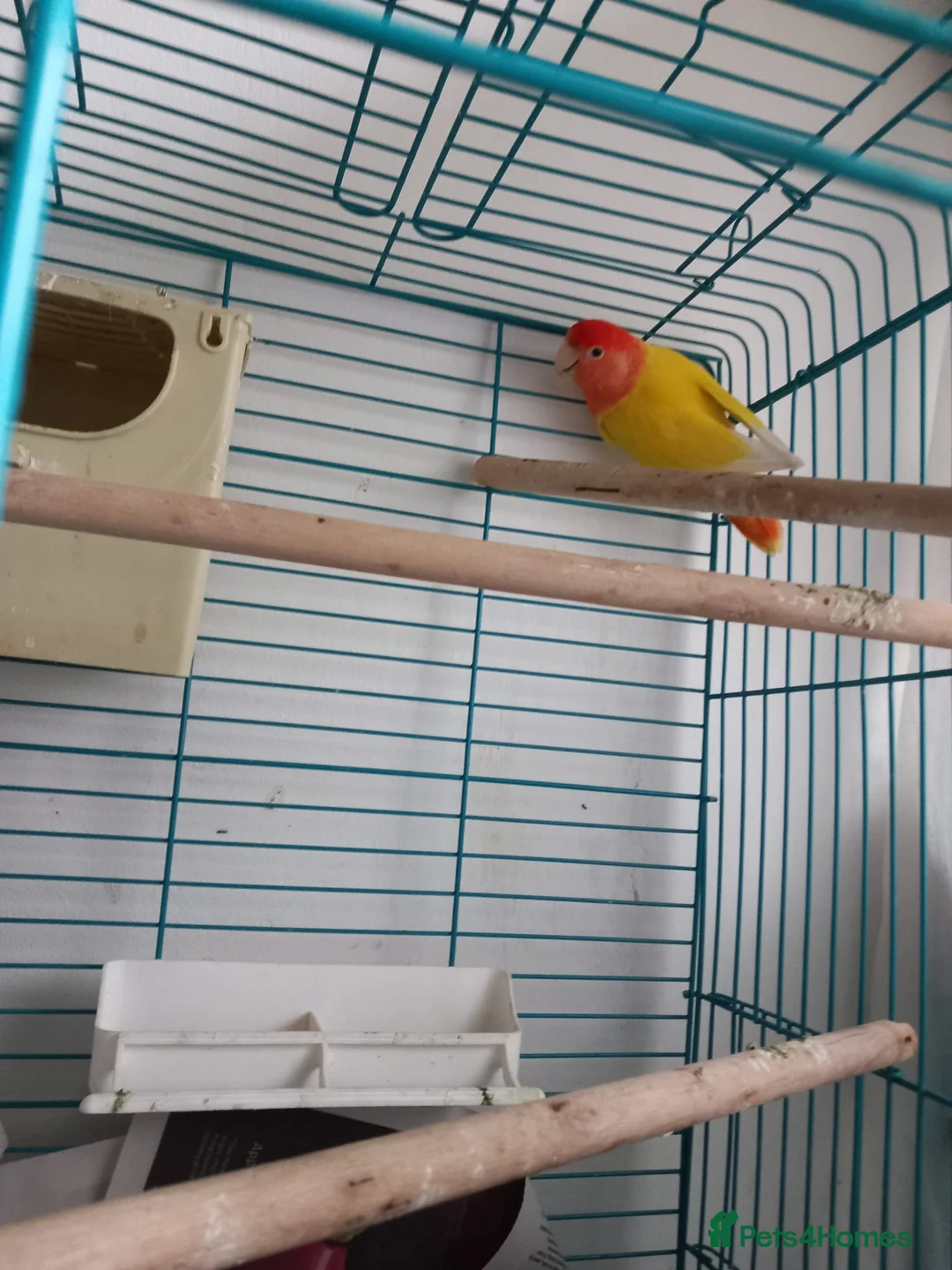 Lovebirds birds for sale: Lovebird in London - Advert 2