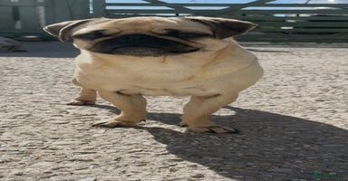 Pug dogs Ivy pug girl  - Advert 14