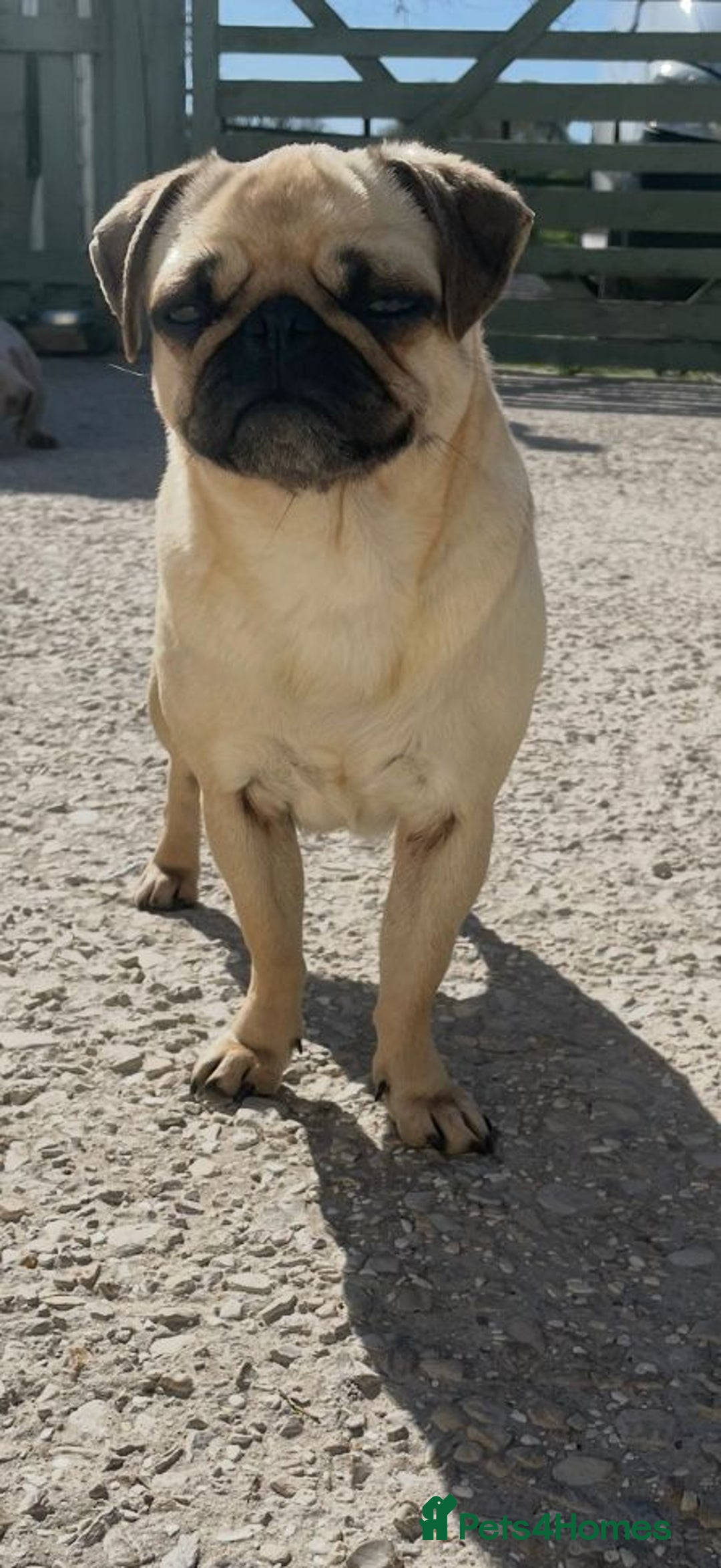 Pug dogs for sale: Ivy pug girl  - Advert 2