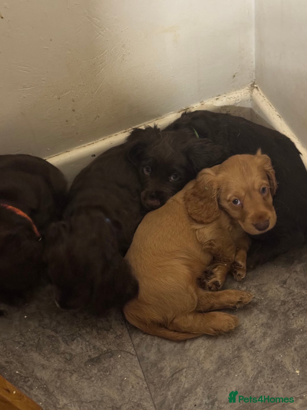 Cocker Spaniel dogs for sale: Cocker spaniel puppies  - Advert 4