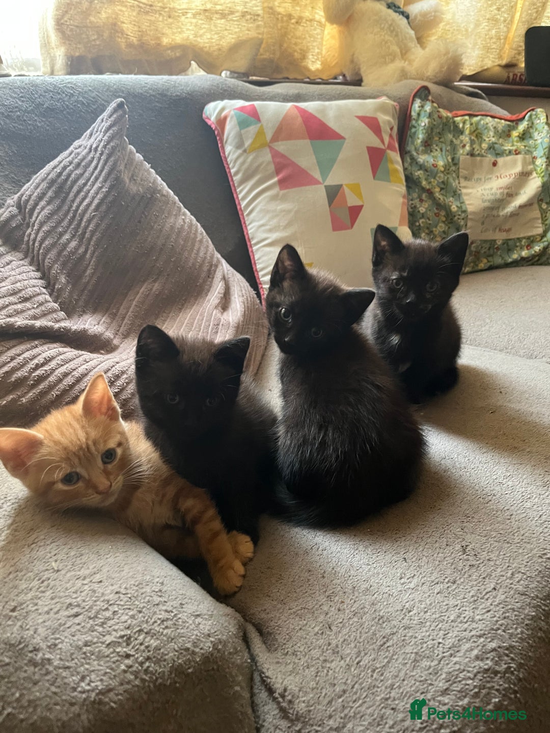 Domestic Shorthair cats for sale: Shorthair Kittens - Image 8