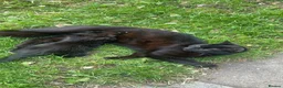 Mixed Breed cats for sale: Sweet black kitten - ready for a loving home - Advert 2