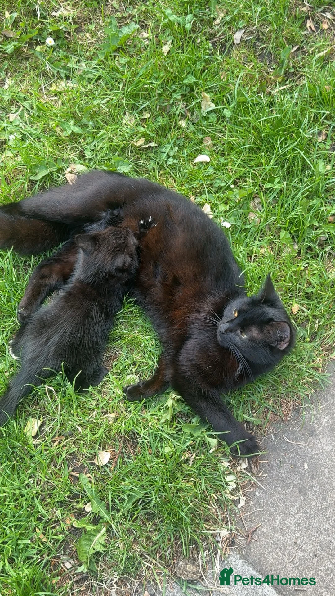 Mixed Breed cats for sale: Sweet black kitten - ready for a loving home - Advert 2