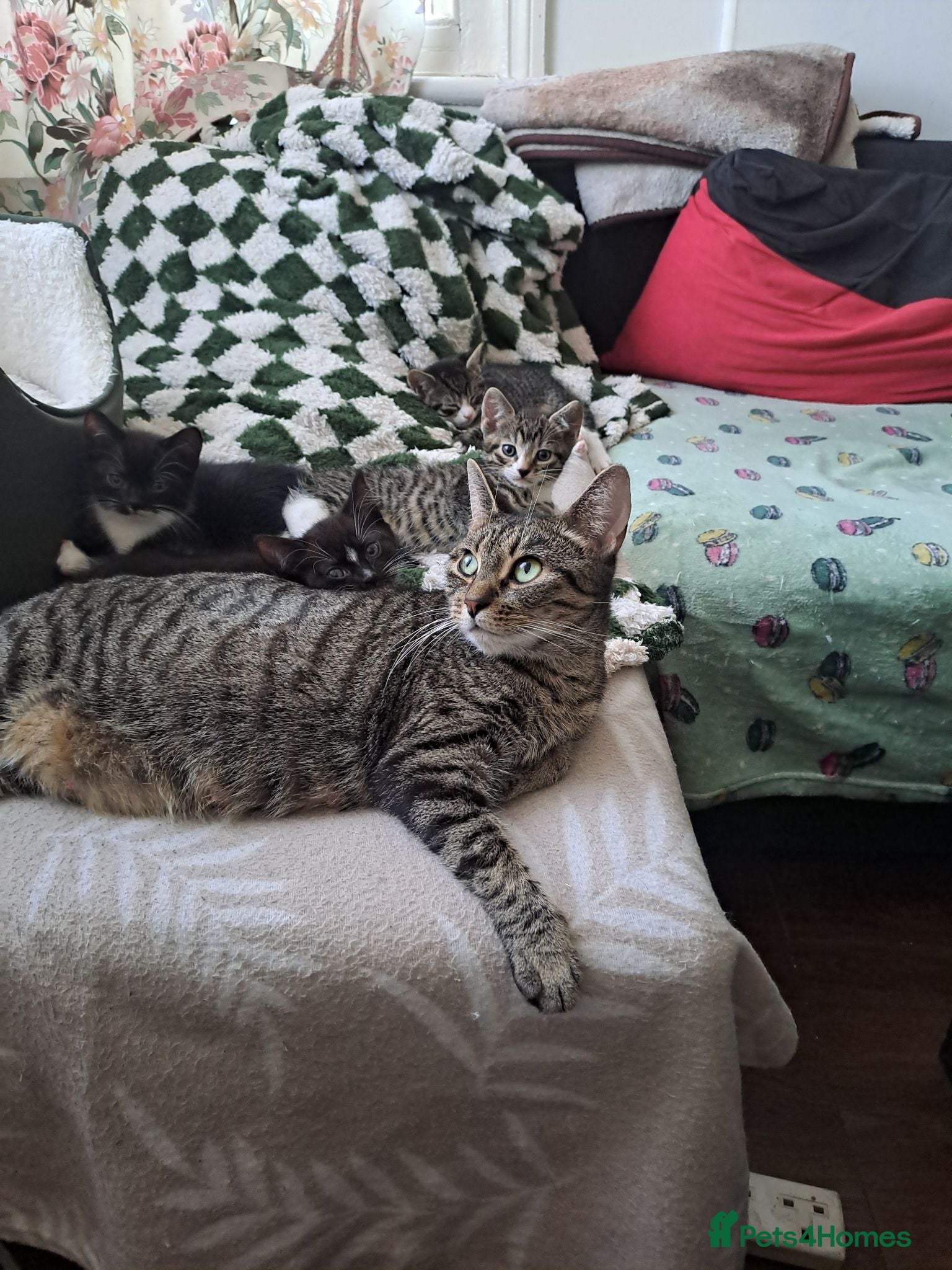 Mixed Breed cats Gorgeous kittens for sale - Advert 2