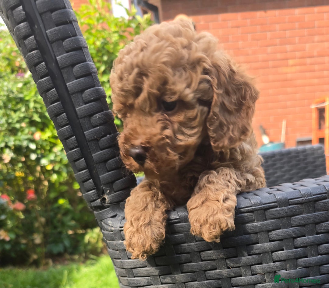 Toy Poodle dogs for sale: Fox Red poodle puppies  - Image 11