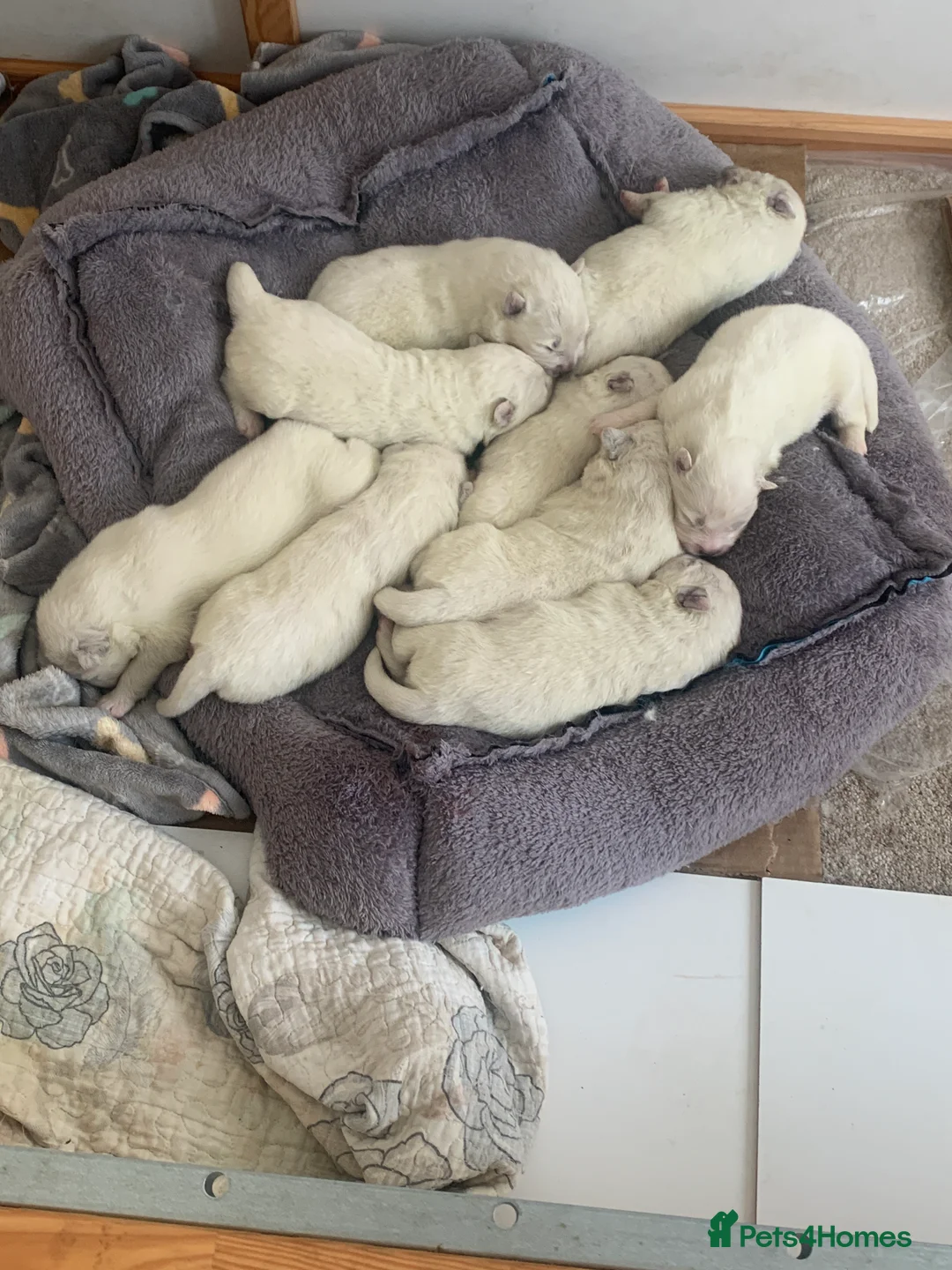 Samoyed dogs for sale: Samoyed puppys - Advert 1