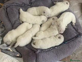 Samoyed dogs Samoyed puppys - Advert 1