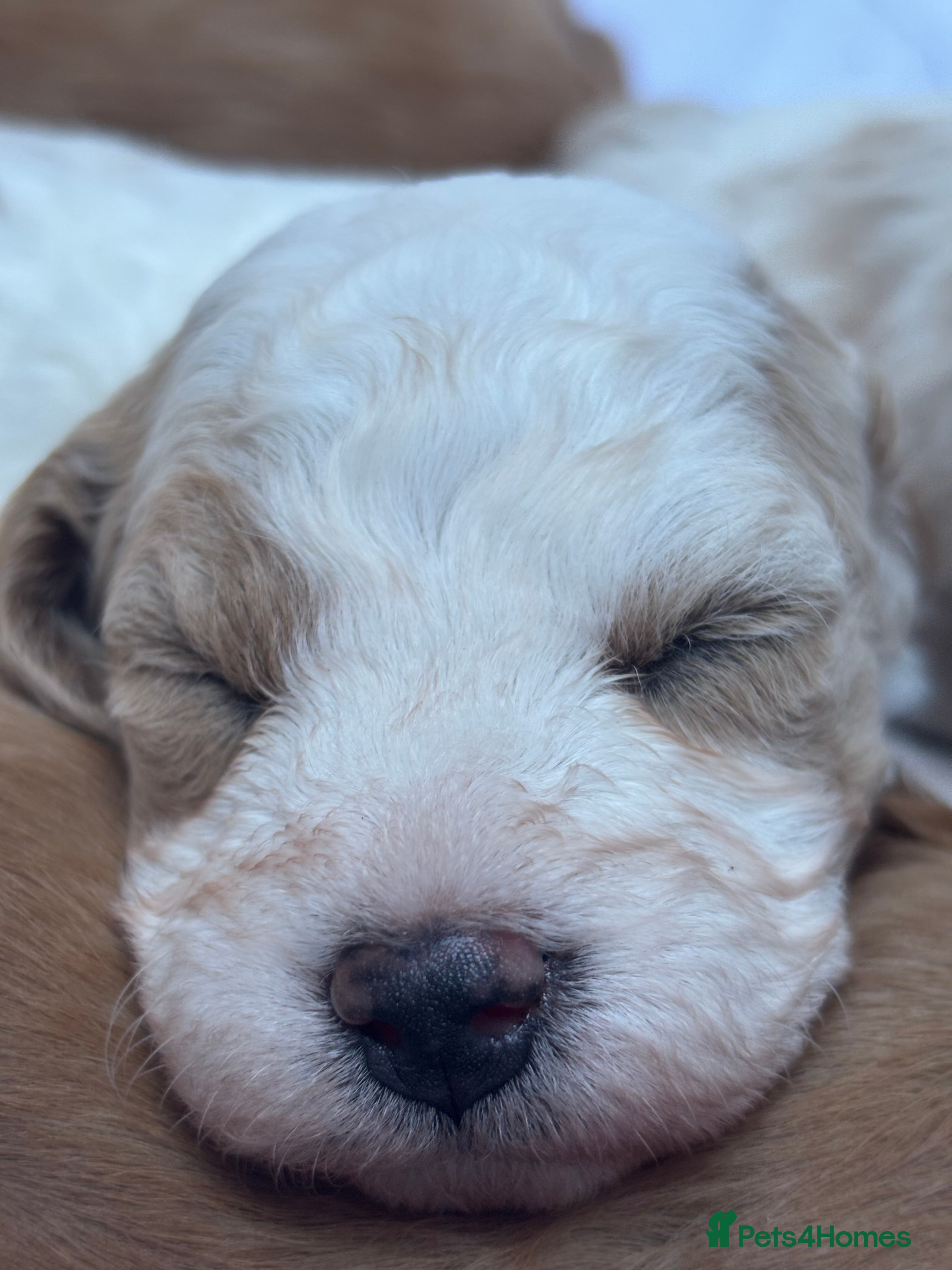 Mixed Breed dogs Beautiful Cavapoochon Puppies - Advert 2