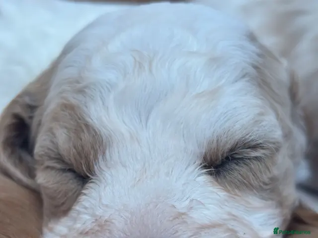 Mixed Breed dogs Beautiful Cavapoochon Puppies - Advert 2