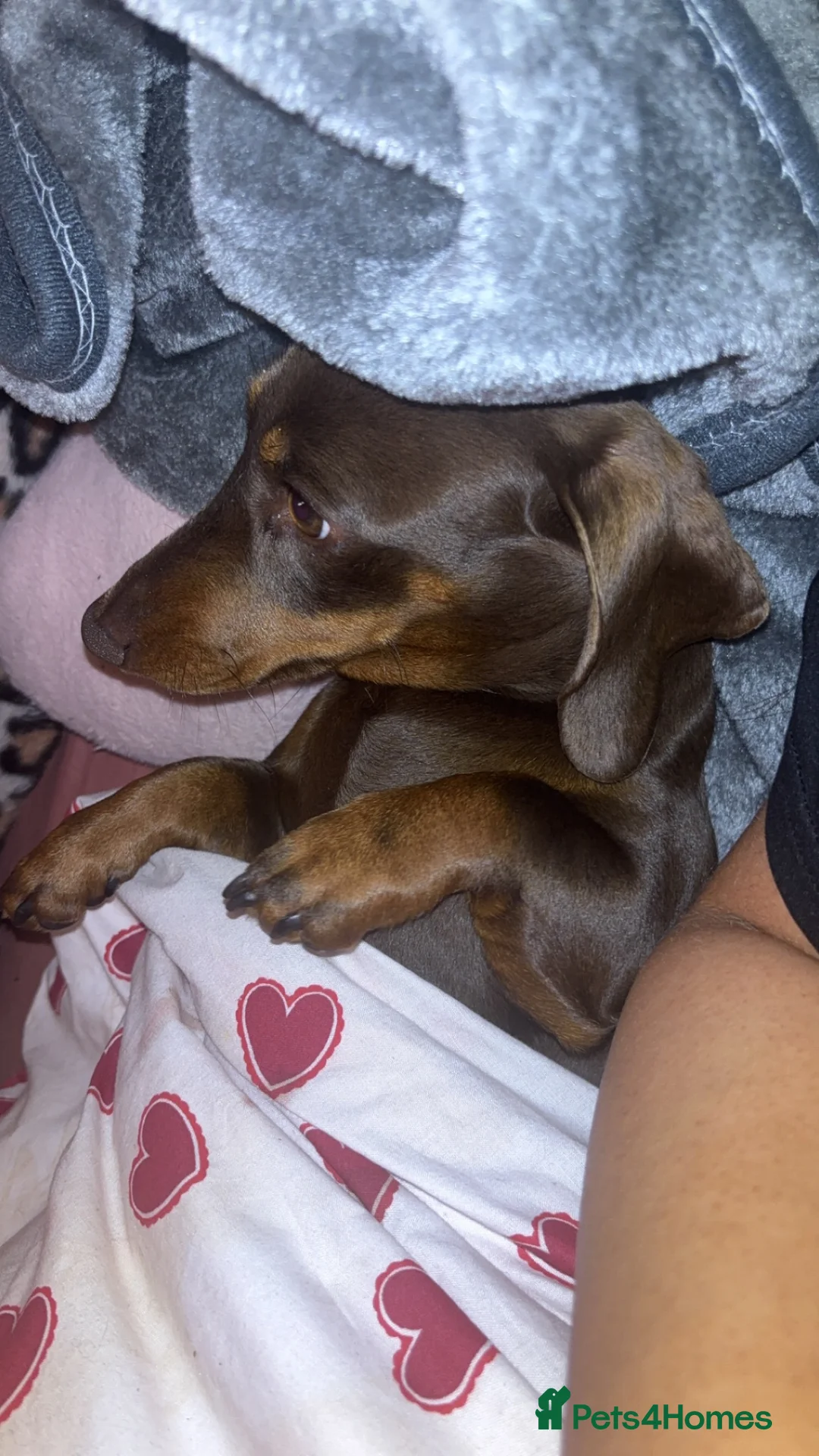 Miniature Dachshund dogs for sale: One year old miniature dachshund  - Advert 1