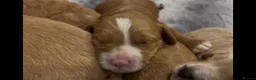 Cockapoo dogs for sale: Beautiful Cockapoo Apricot, Red 5⭐️ Health tested - Advert 8