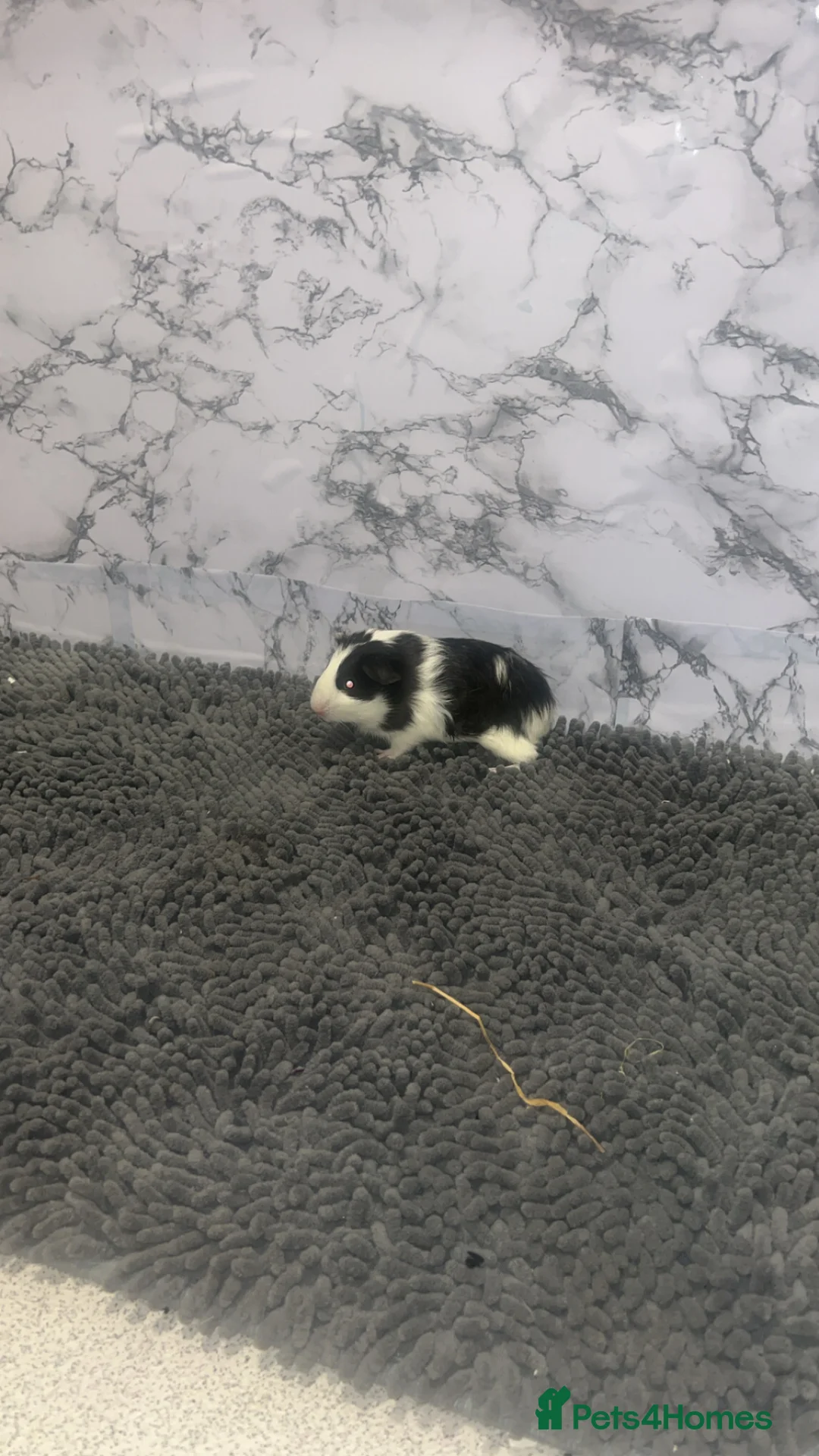 Guinea Pig rodents for sale: Selling my guinea pig in London - Advert 1