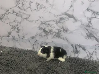 Guinea Pig rodents Selling my guinea pig - Advert 1