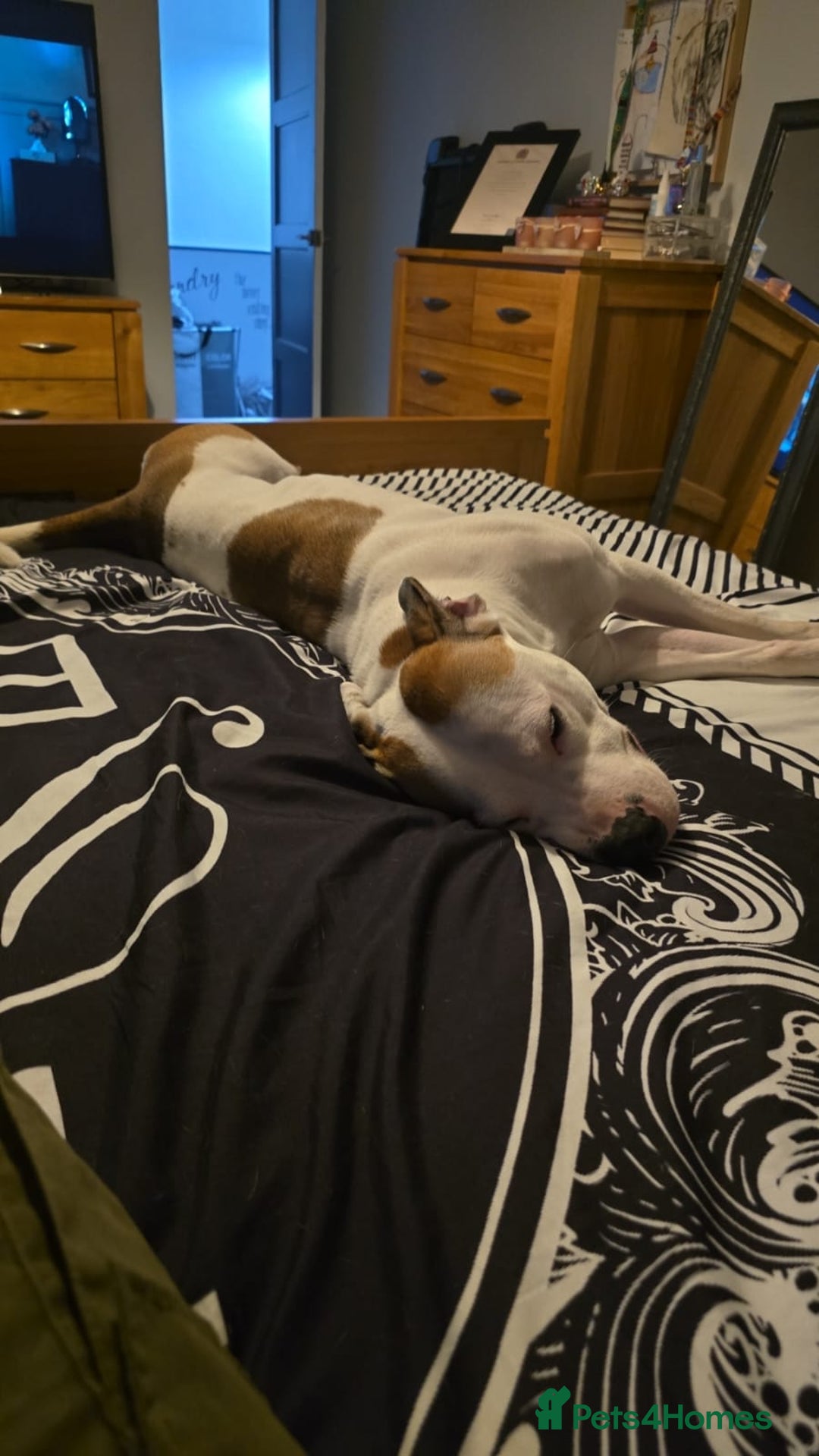 Mixed Breed dogs for sale: Needs a good home - Image 8