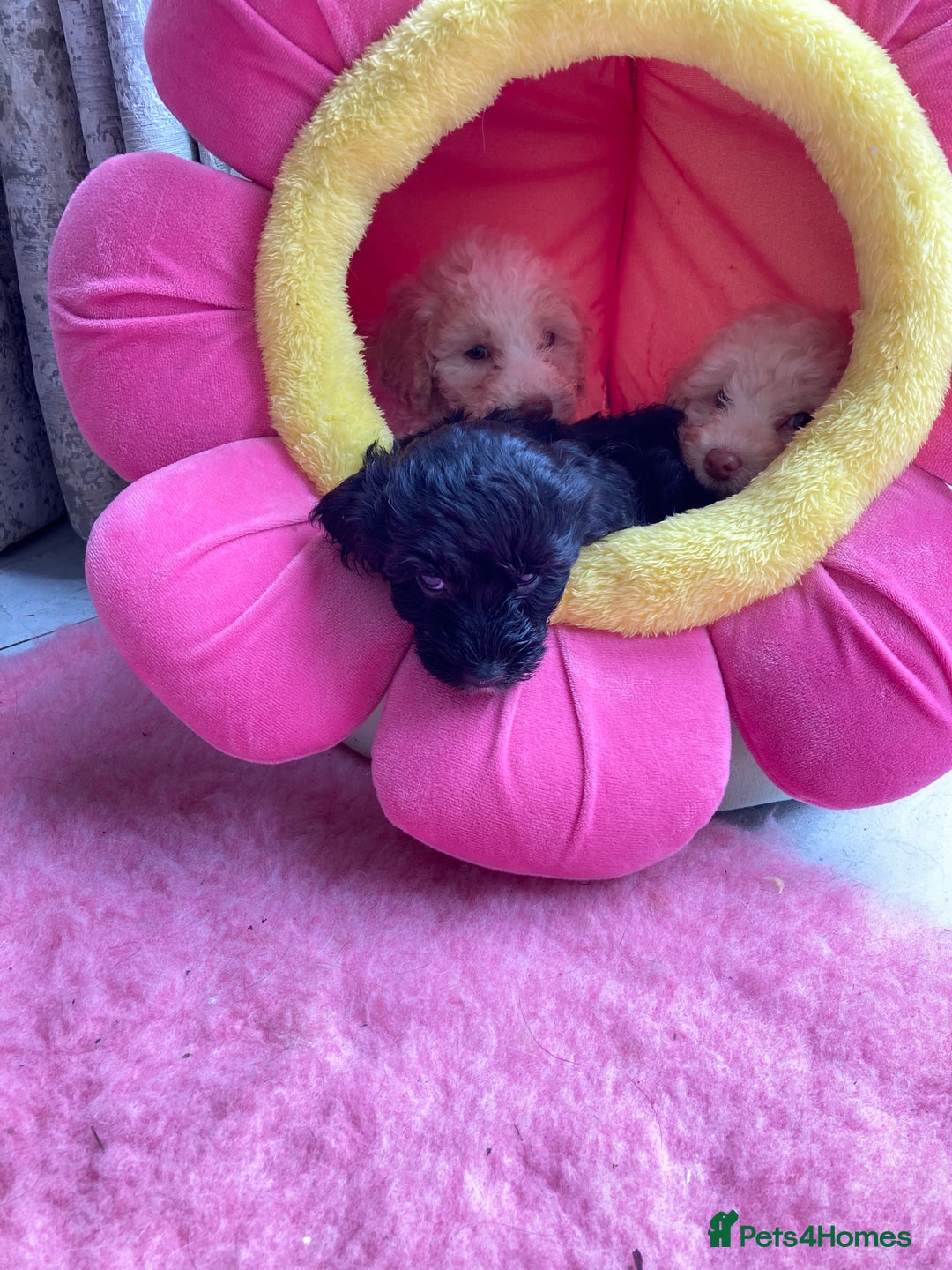 Cavapoo dogs for sale: Miniature poodle x cavapoo  - Image 13