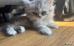 Persian cats for sale: Last Boy! Persian Ragdoll Kittens  - Image 11