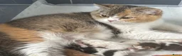 British Shorthair cats for sale: Choc/black ticked tabby white TICA reg  - Advert 3