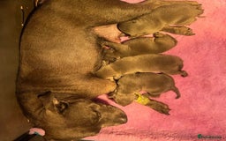 Staffordshire Bull Terrier dogs for sale: Affectionate perfect Blue staffy pups - Image 8