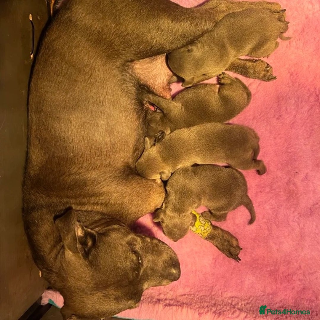 Staffordshire Bull Terrier dogs for sale: Affectionate perfect Blue staffy pups - Image 8