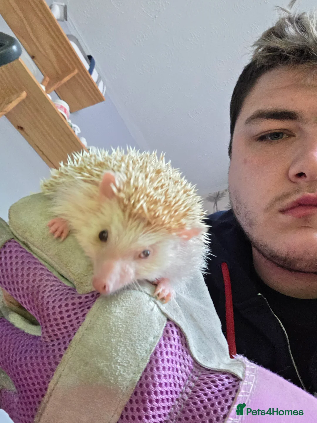 Pygmy Hedgehog rodents for sale: Two African Pygmy Hedgehogs  - Advert 1