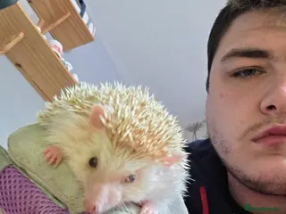 Pygmy Hedgehog rodents Two African Pygmy Hedgehogs - Advert 1