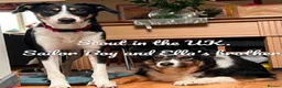 Mixed Breed dogs for adoption: Sailor Boy, 2 yrs approx. Available for adoption. - Advert 6