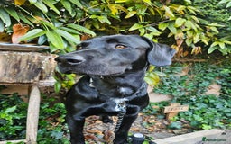 Cockerdor dogs for stud: 🐾 STUD AVAILABLE – Dylan the Cockador 🐾 - Image 8