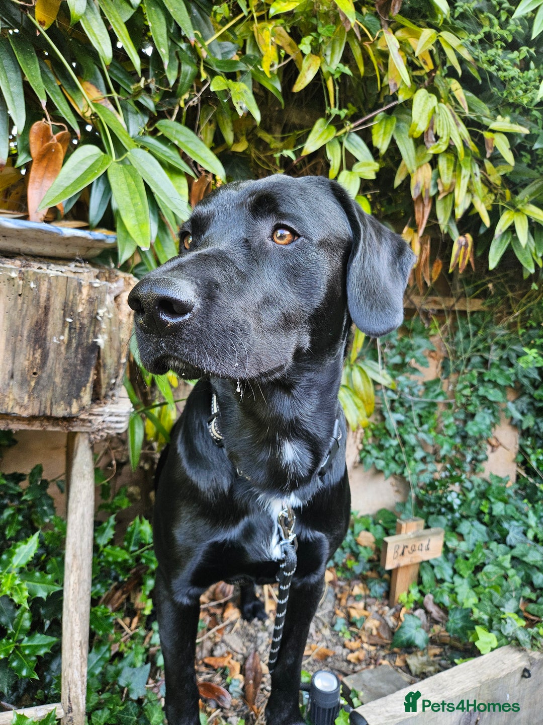 Cockerdor dogs for stud: 🐾 STUD AVAILABLE – Dylan the Cockador 🐾 - Image 8