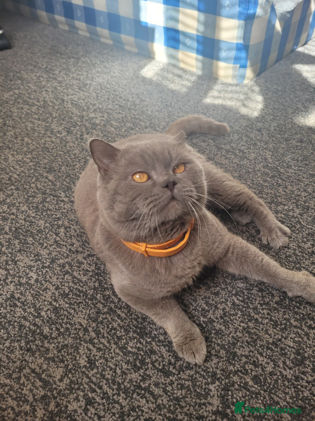 British Shorthair cats for stud: Lilac GCCF active stud Manchester  in Manchester - Advert 26