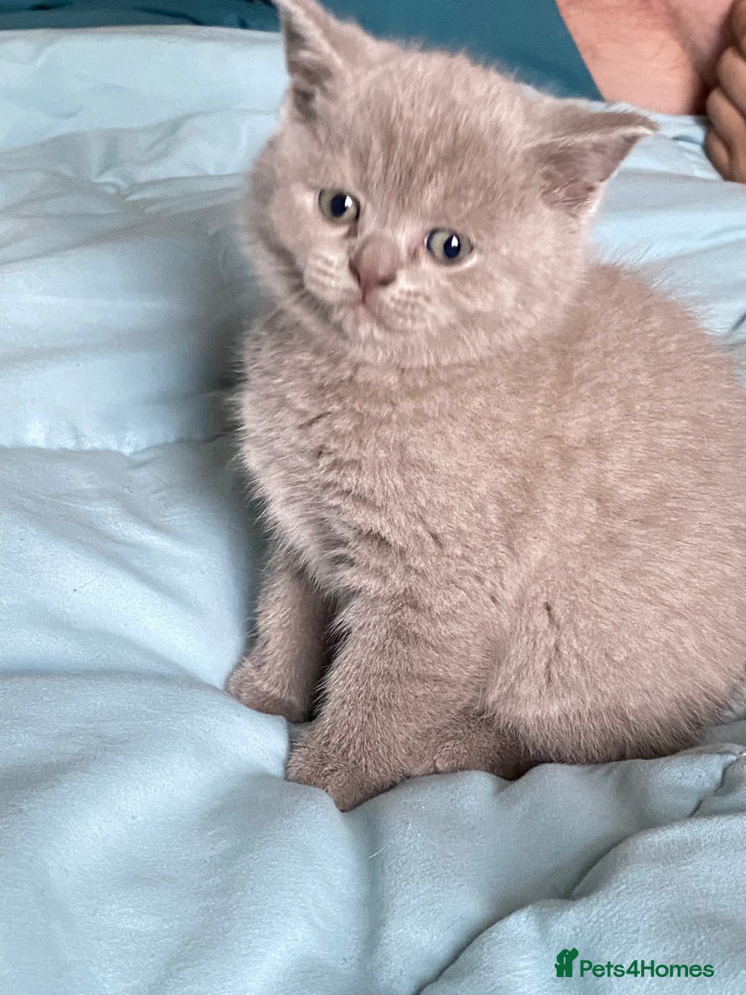 British Shorthair cats for sale: GCCF reg British Shorthair and Longhair Kitten’s  - Advert 5