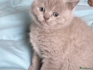 British Shorthair cats GCCF reg British Shorthair and Longhair Kitten’s - Advert 2