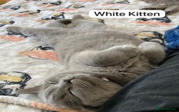 British Shorthair cats for sale: My 3 cute girls are ready to find new family💗  - Image 4