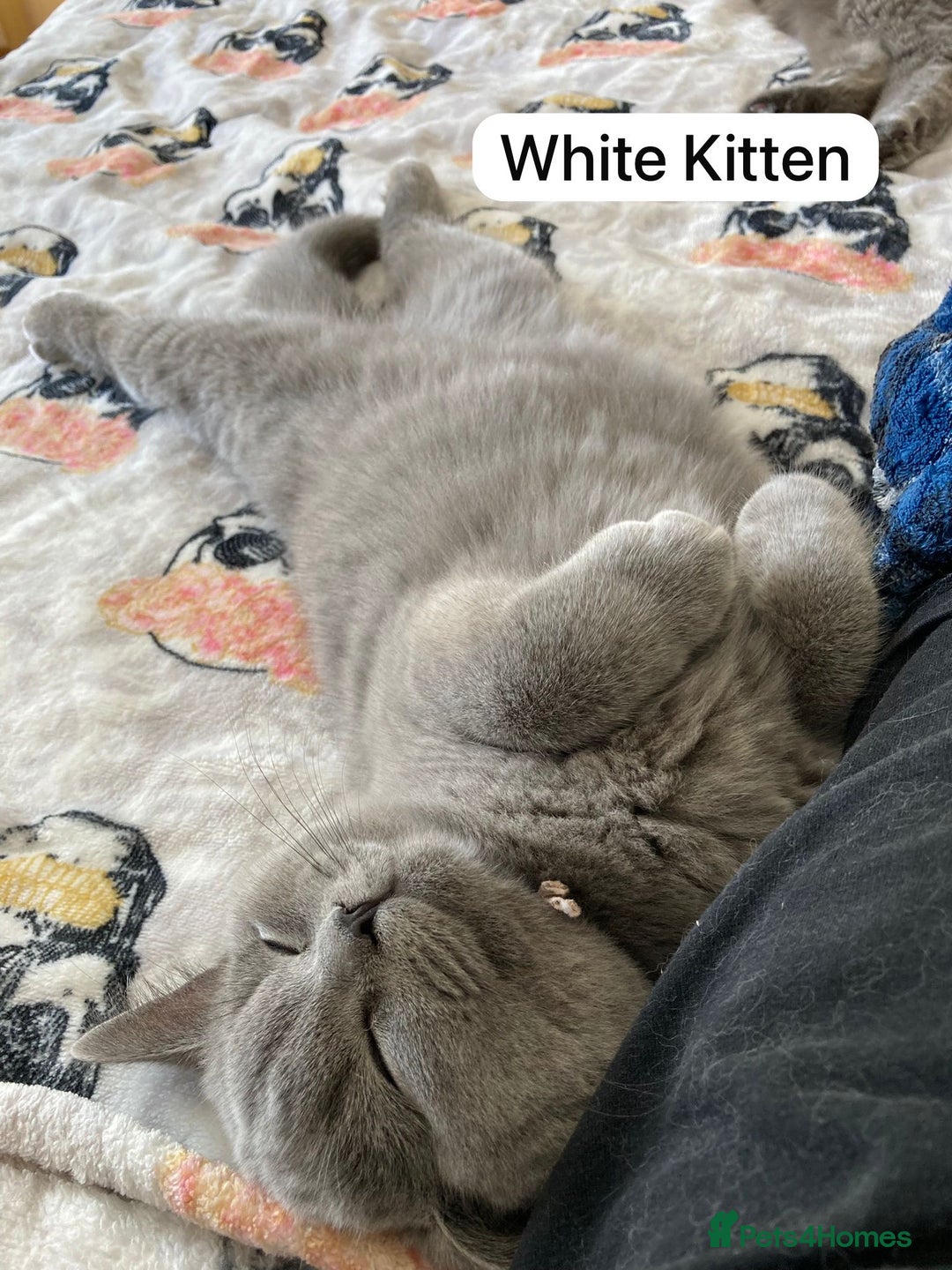 British Shorthair cats for sale: My 3 cute girls are ready to find new family💗  - Image 4