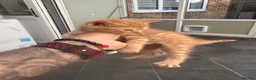 Mixed Breed cats for sale:  Beautiful Playful Kittens Ready for reservations  - Advert 6