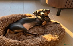 Dachshund dogs for sale: Rehoming our 3 yo dachshund  - Image 18