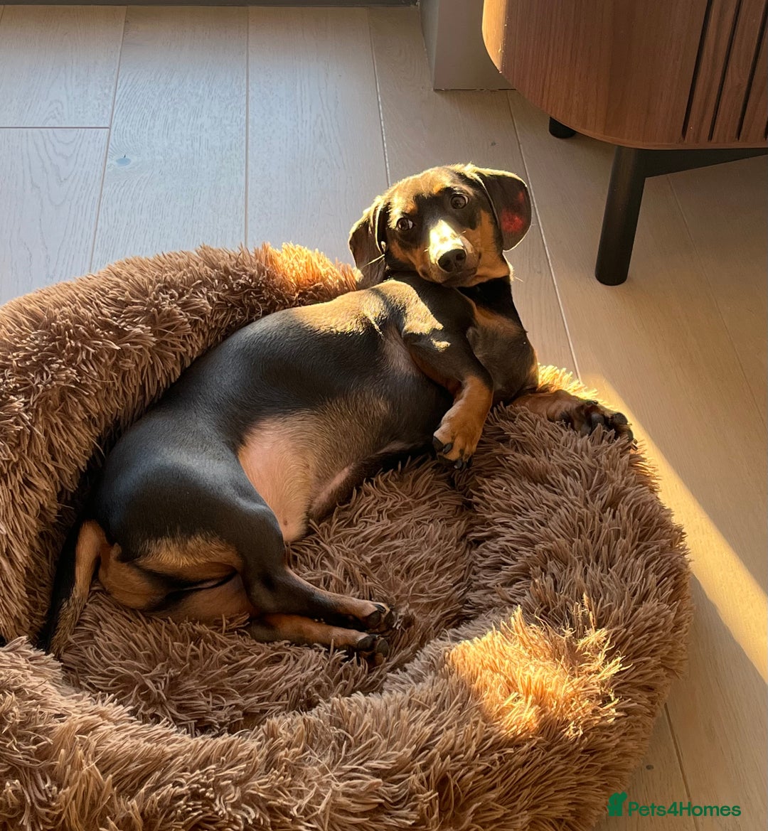 Dachshund dogs for sale: Rehoming our 3 yo dachshund  - Image 18