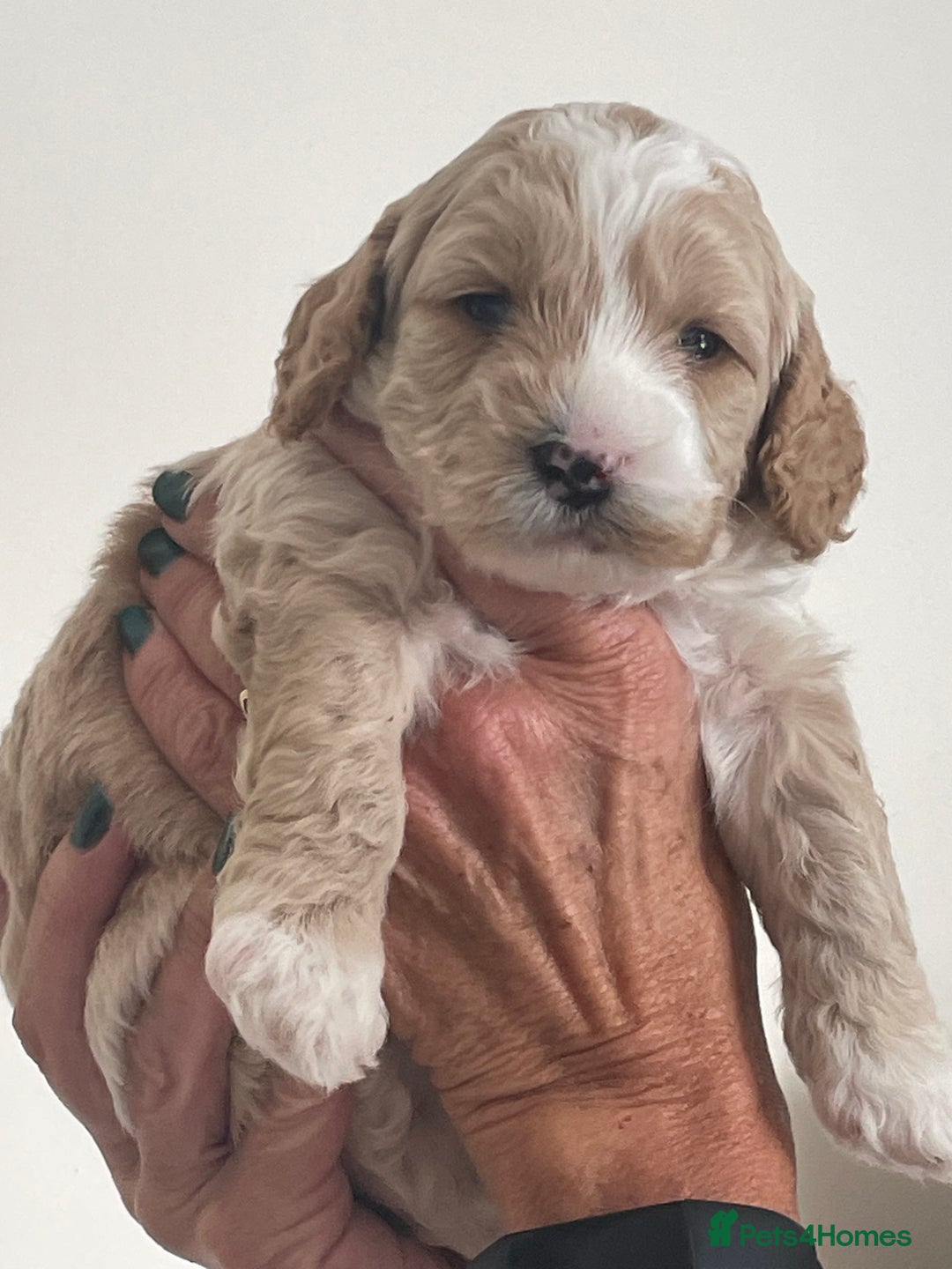 Cockapoo dogs for sale: F1b Cockapoos - Image 13
