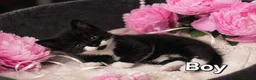 Mixed Breed cats for sale: 5 Beautiful Kittens Looking for Forever Homes - Advert 14