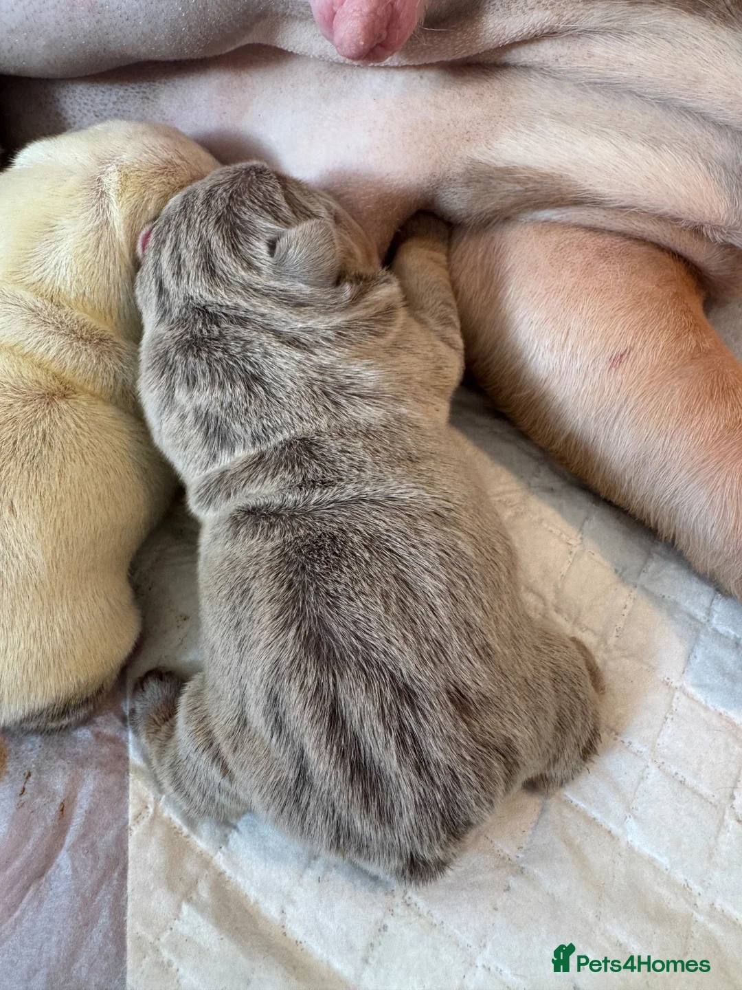 English Bulldog dogs for sale: English bulldog puppies  - Advert 2