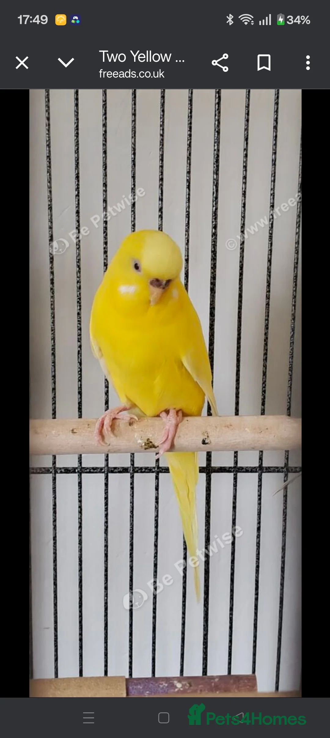 Budgerigars birds for sale: Budgies - Advert 6
